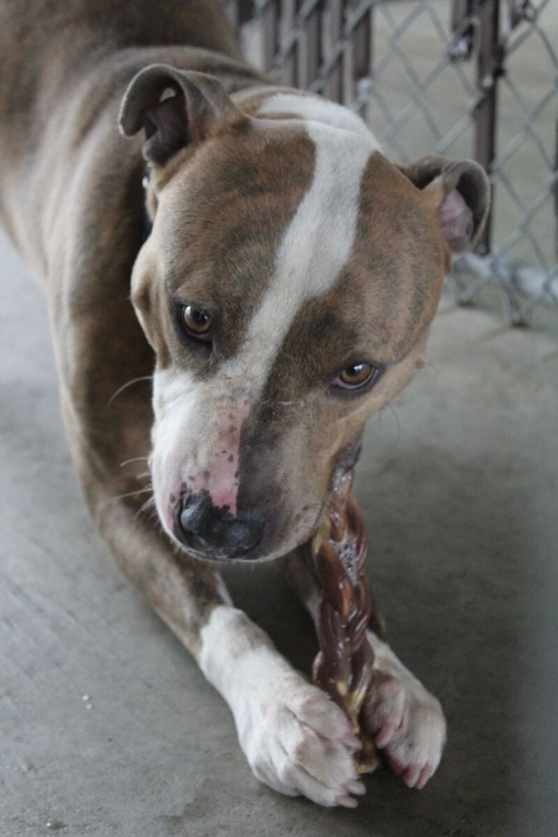 Humane Society of Cambria County PA - Animal Shelter