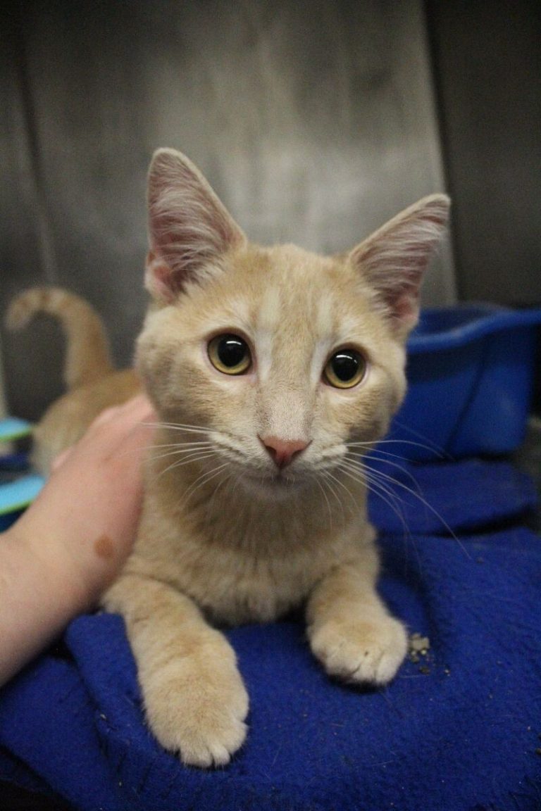 Humane Society of Cambria County PA - Animal Shelter
