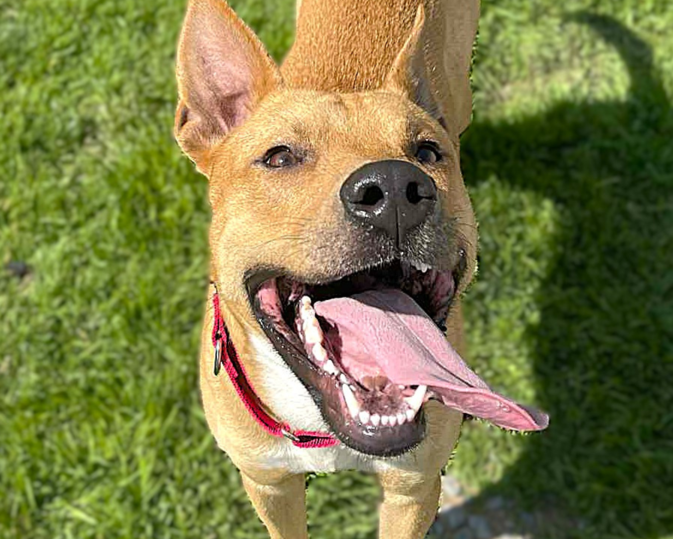 Homeward Bound: Major Giving - Humane Society of Cambria County PA