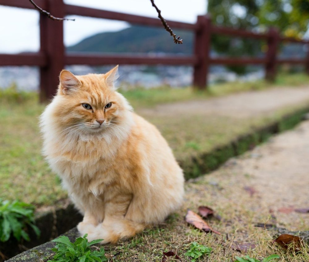 lovely-cat-sitting-at-park-e1636526306471.jpg