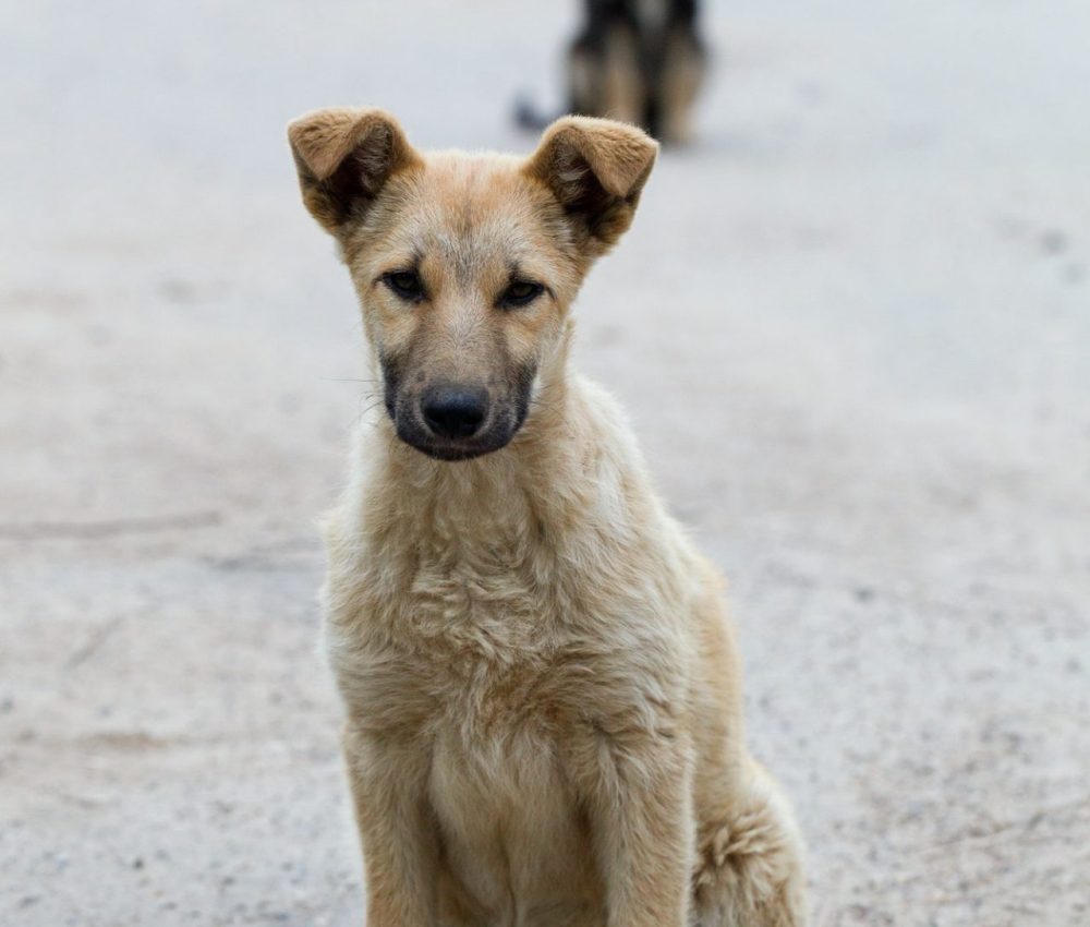small-puppies-of-stray-dogs.jpg